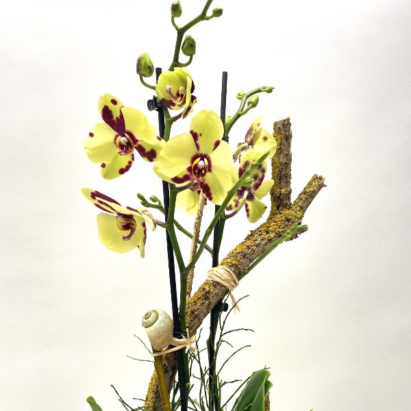 Orchidee im Frühling Bild 2